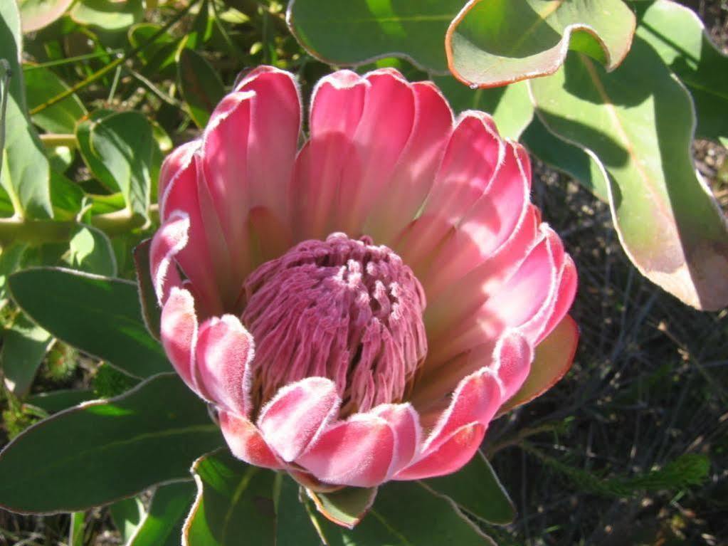 Aire Del Mar Guest House Kleinbaai Luaran gambar